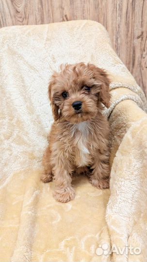 Крошки Мальтипу и Кавапу f1