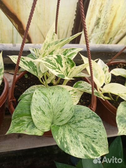 Эпипремнум