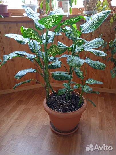 Диффенбахия