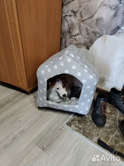 Джек Рассел Терьер