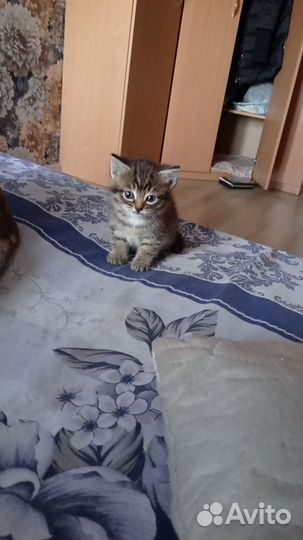 Котенок девочка в добрые руки