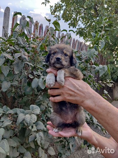 Собака в дар