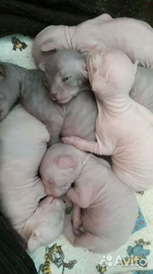 Канадский сфинкс вязка