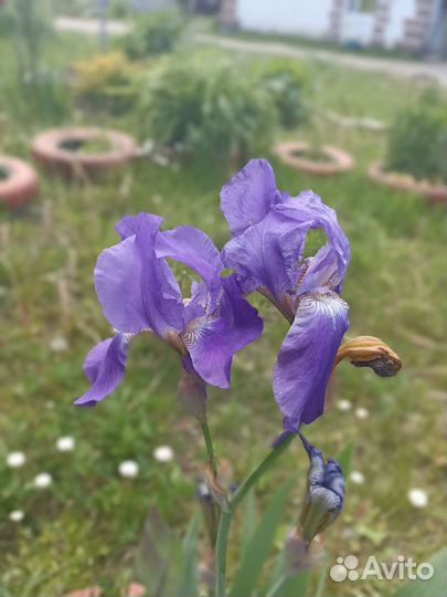 Ирисы. Лилии