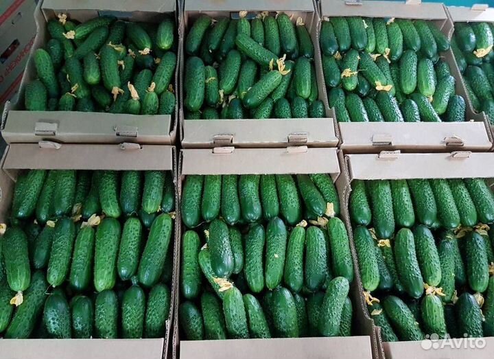 Огурцы свежие оптом