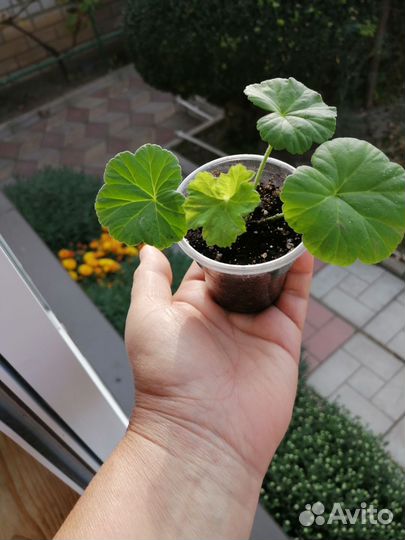 Пеларгония герань