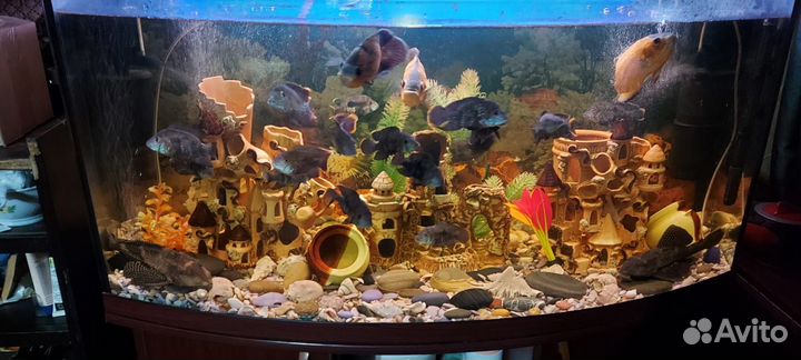 Аквариум панорамный с тумбой 350л под ключ