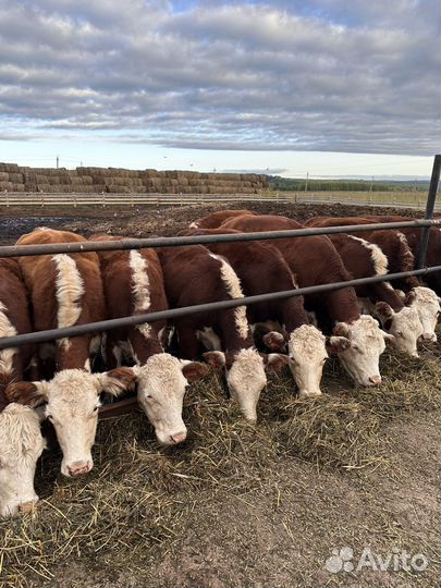 Племенные нетели
