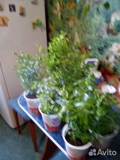 Продается комнатный гранат