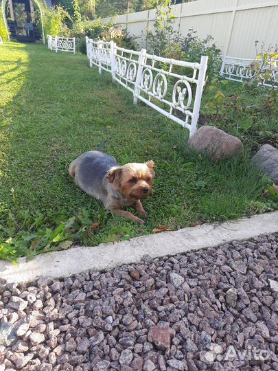 Собаки щенки маленькой породы