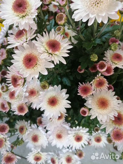 Корейские хризантемы саженцы