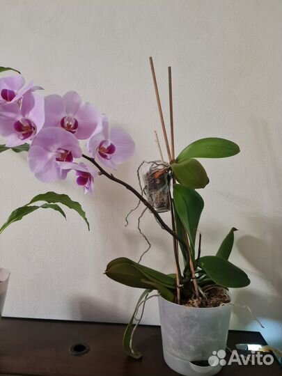 Орхидея фаленопсис