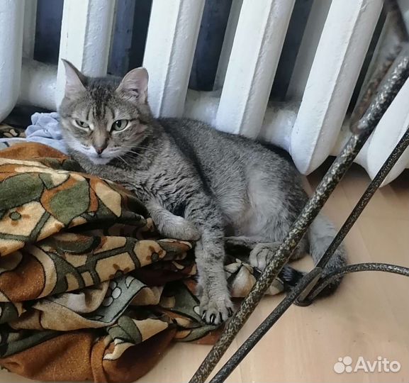 Кошка