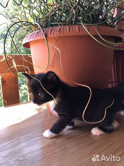 Котята 1 месяц в добрые руки
