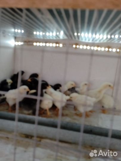 Цыплята несушки подрощенные