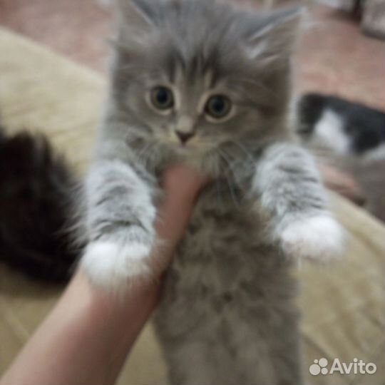 Кошка в дар