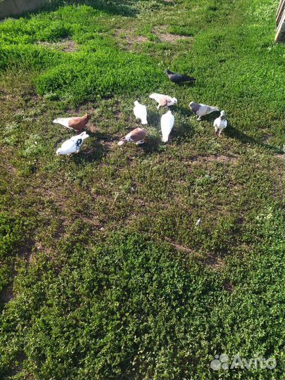 Бакинские бойные голуби