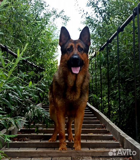 Немец для вязки