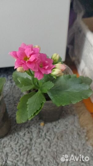 Каланхоэ цветущий