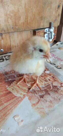 Цыплята бройлеры
