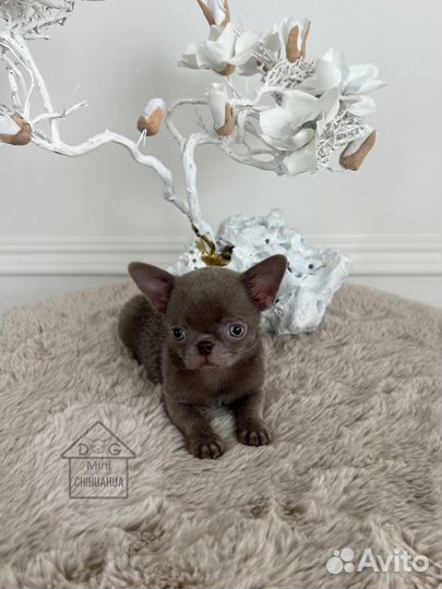 Лиловая Девочка Чихуахуа РКФ