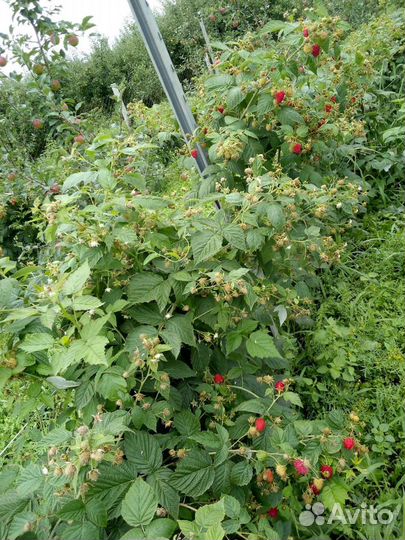 Саженцы малины 