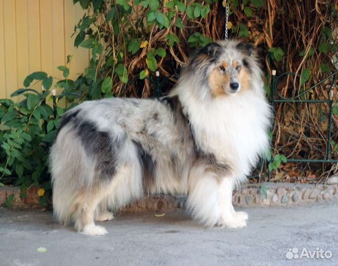 Щенки колли