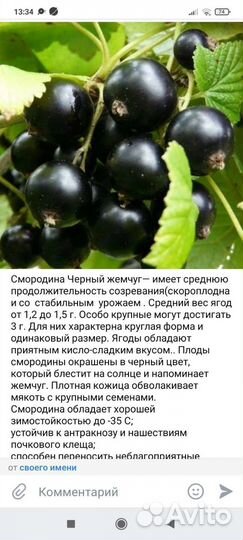 Черная смородина(красная, белая)