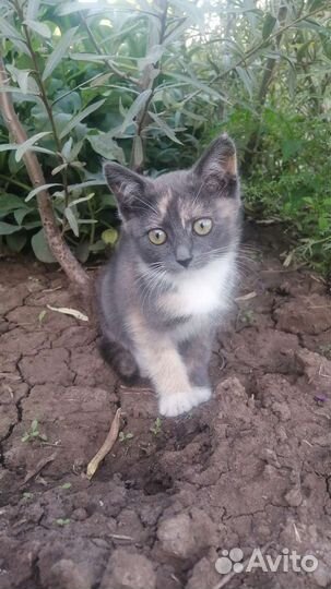 Котята в добрые руки бесплатно