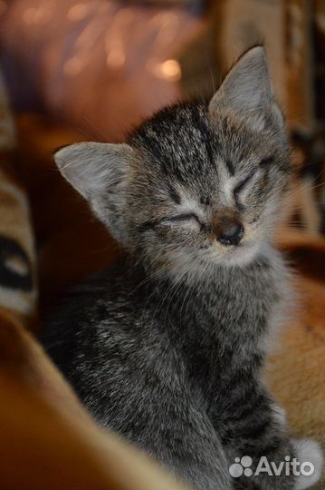 Котята - метисы абиссинской кошки