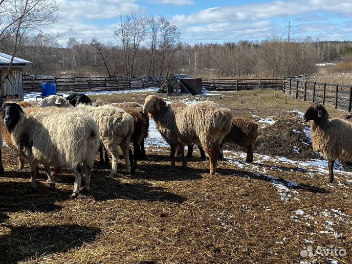 Овцы курдючные, ягнята, ярки, матки
