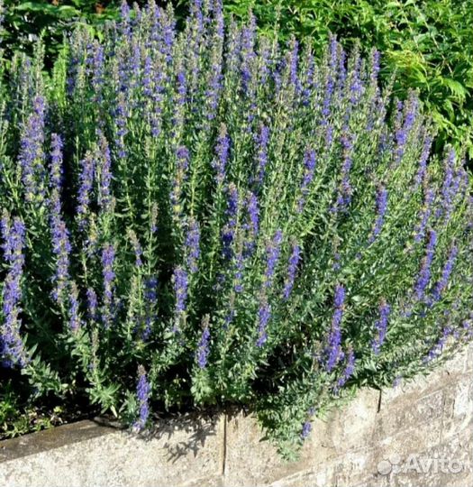 Иссоп декоративное лекарственное растение