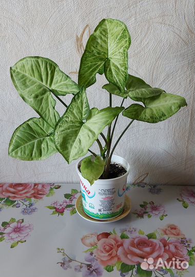 Сингониумы