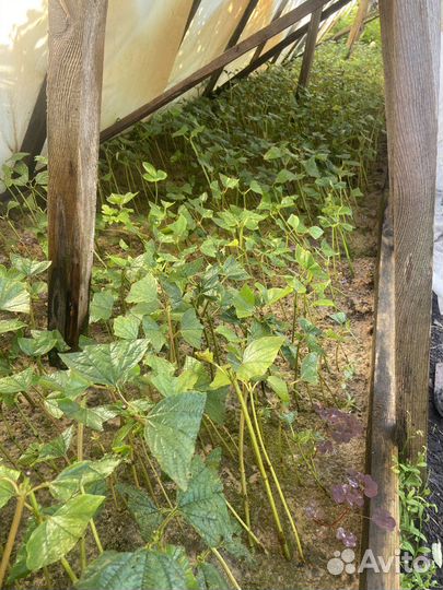 Саженцы калина красная