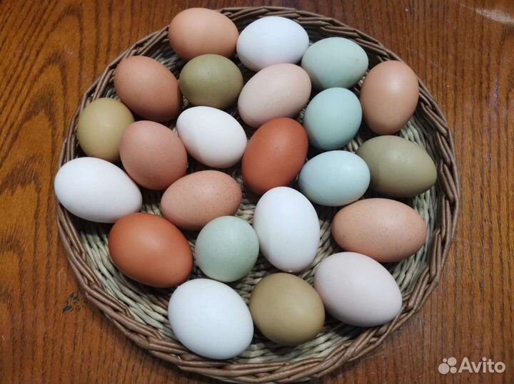 Домашние куры с бесплатной доставкой