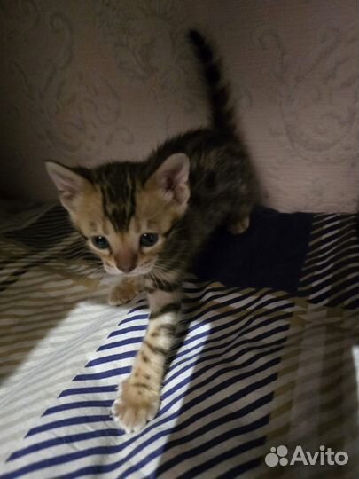 Бенгальские котята