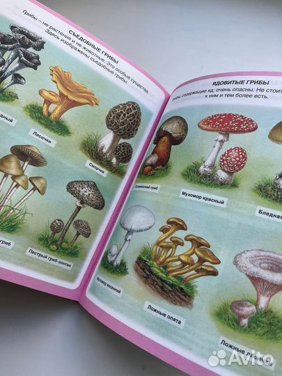 Энциклопедия природы