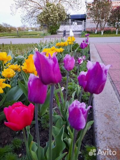 Луковицы тюльпана