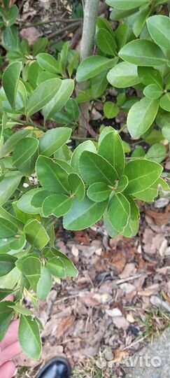 Бересклет японский саженцы