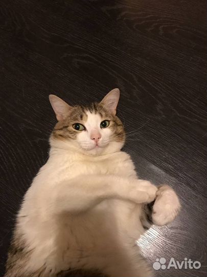 Кот в добрые руки