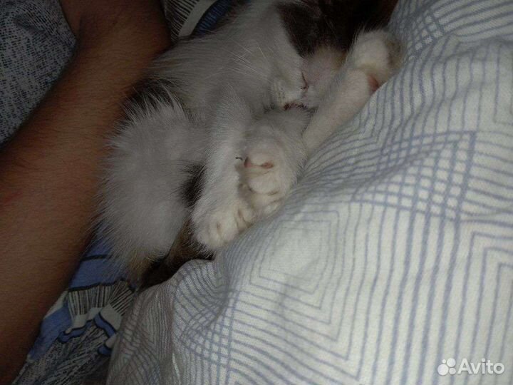 Котёнок