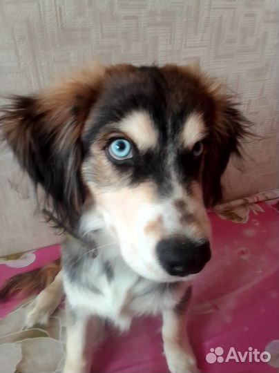 Собака в добрые руки щенок хаски