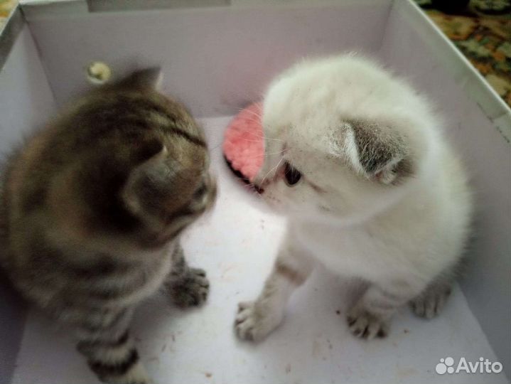 Котята мальчики от вислоухой мамы в дар бесплатно
