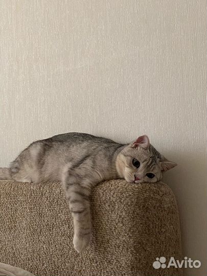 Кот