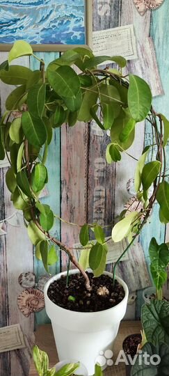 Взрослые растения за вашу цену