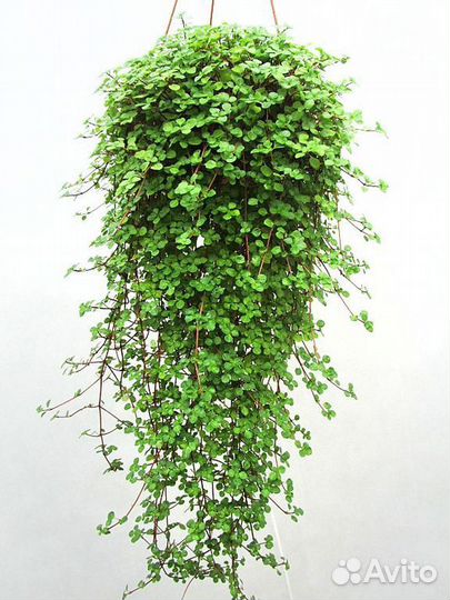 Эсхинантус, Аихризон, Пилеи, Переския