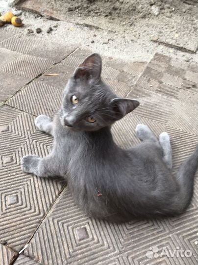 Котенок мальчик серый