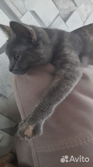 Кошечка в добрые руки
