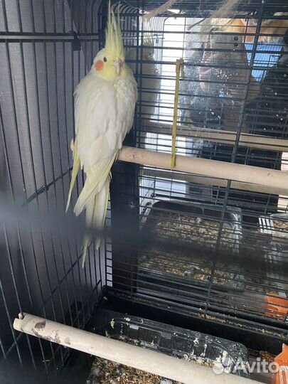 Говорящий попугай