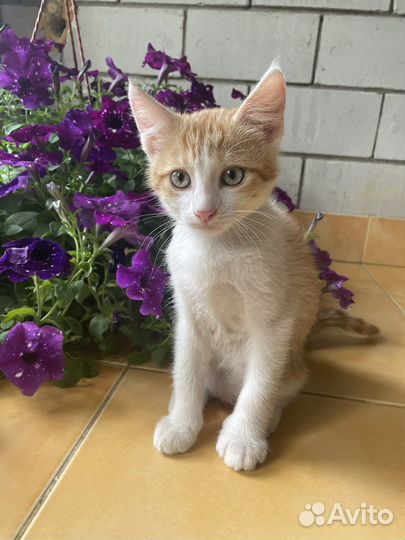 Коты бесплатно